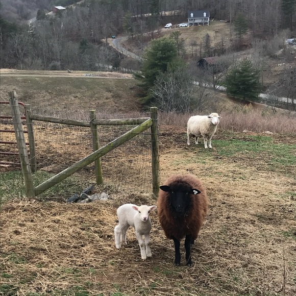 Meet your Posher, Brooke - Picture 1 of 1